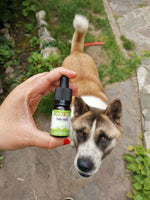 CBD Oil in MCT Oil Natural - Image 5